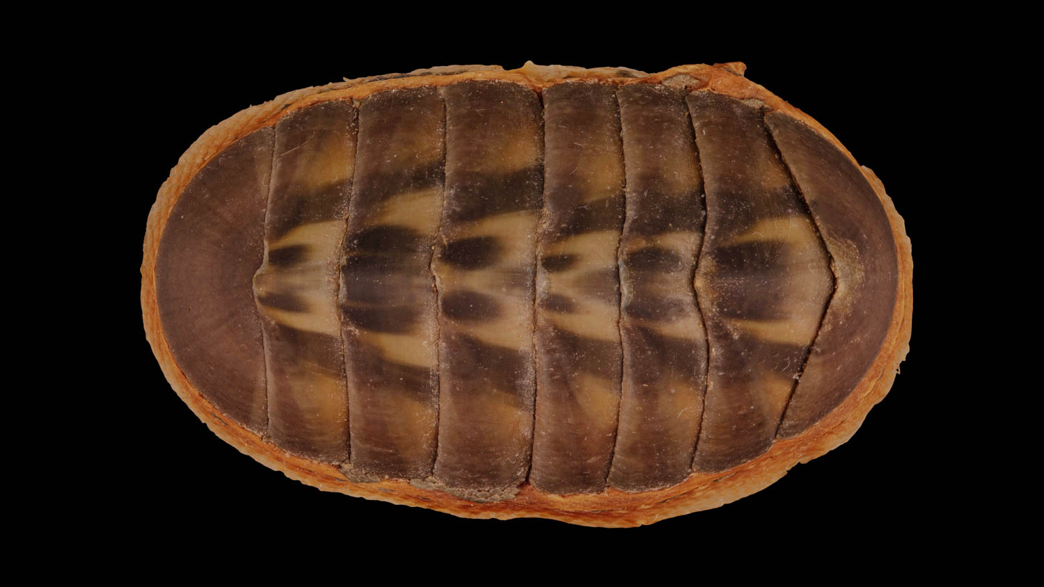 Chiton articulatus